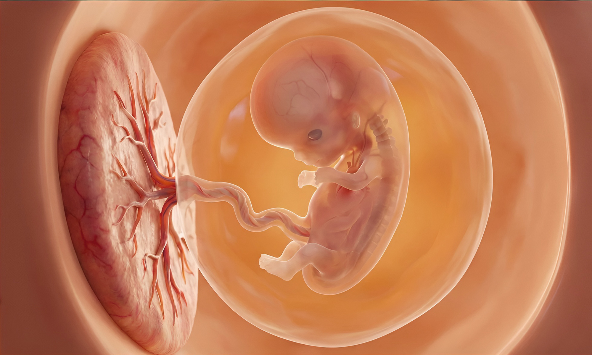 Illustrazione anatomica di un feto umano collegato alla placenta tramite il cordone ombelicale