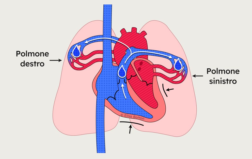 Circolazione polmonare: il sangue venoso viene pompato dal ventricolo destro verso i polmoni.