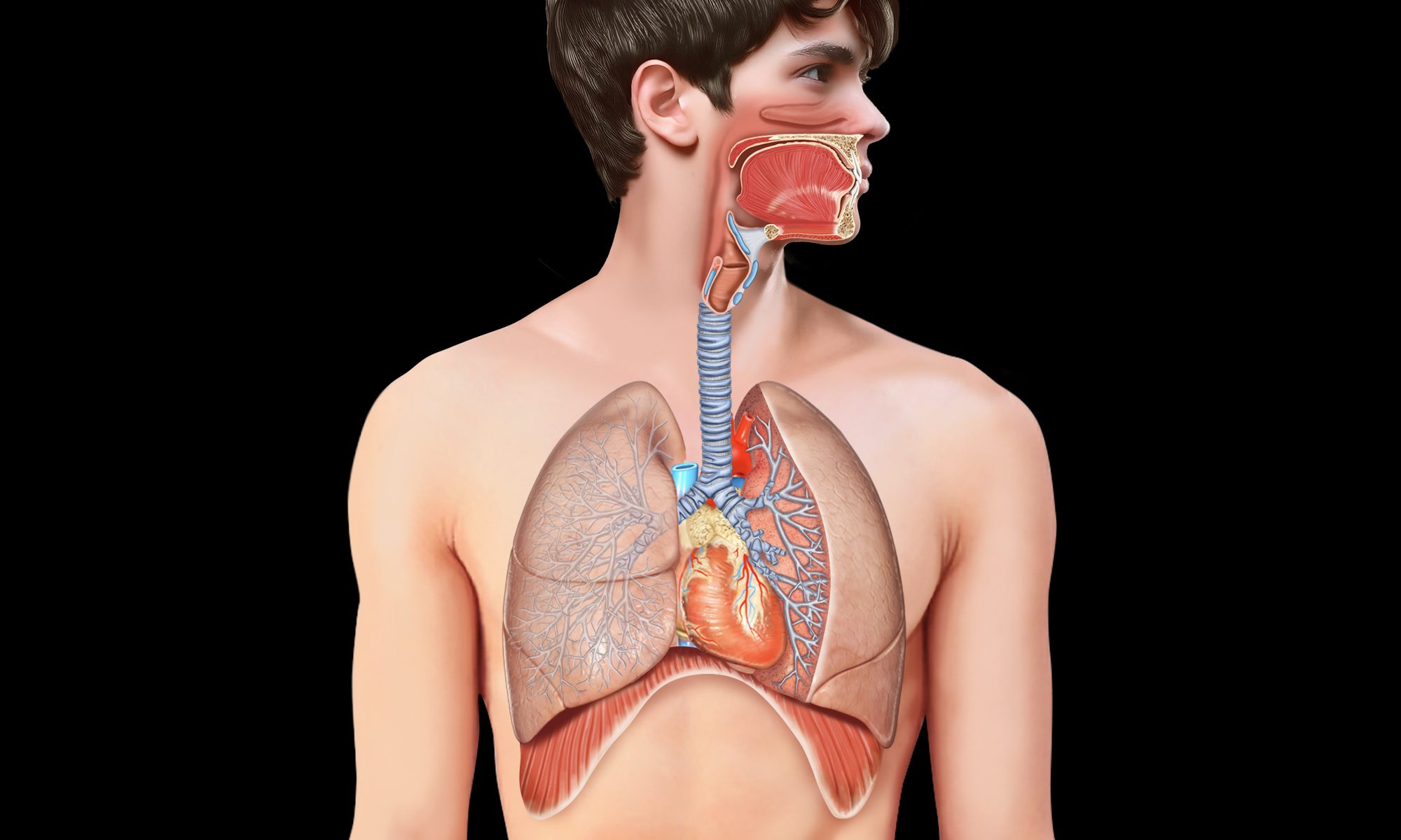 Illustrazione anatomica del corpo umano che mostra in sezione le vie respiratorie, la trachea, i polmoni e il cuore all’interno del torace.