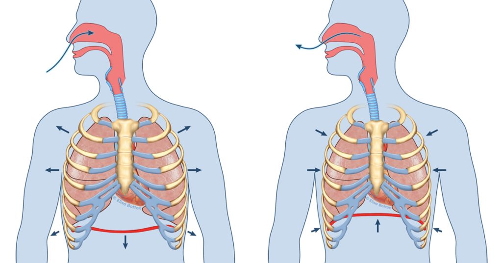 Schema della respirazione che mostra inspirazione ed espirazione con il movimento del diaframma e della gabbia toracica
