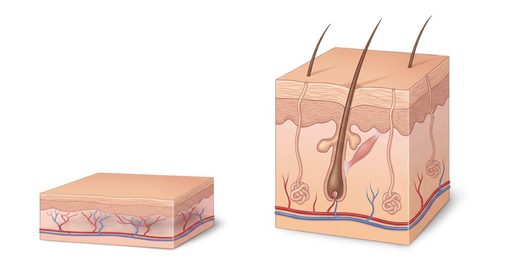 Schema anatomico della pelle del contorno occhi a confronto con pelle più spessa: nello strato cutaneo sottile i vasi sanguigni sono più visibili e possono rendere le occhiaie più evidenti.
