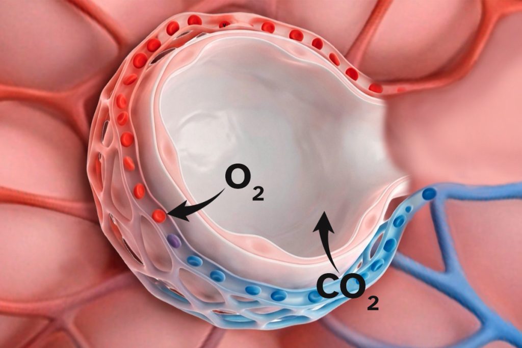Scambio gassoso negli alveoli con ossigeno (O₂) che passa nel sangue e anidride carbonica (CO₂) che esce nei capillari