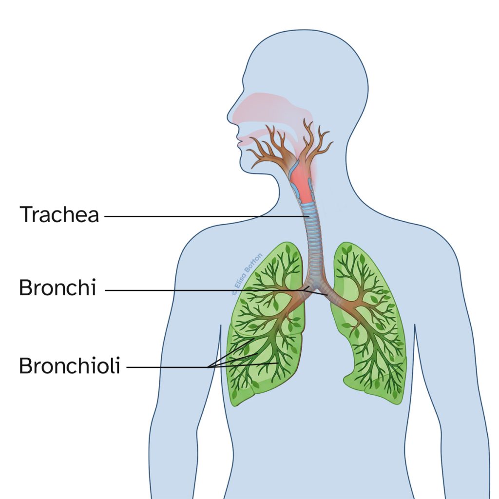 Schema dei polmoni con trachea, bronchi e bronchioli che mostrano la ramificazione delle vie respiratorie